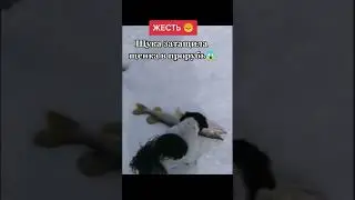 Щука утащила собаку в прорубь…