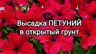 Петуния из семян. Высадка ПЕТУНИИ в открытый грунт. #петуния #цветы #сельская_жизнь