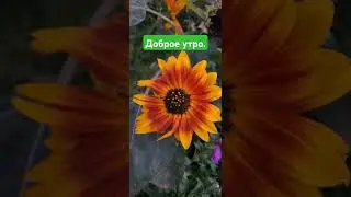 Доброе утро.