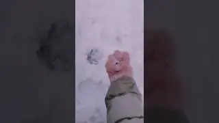 Я нашла отпечаток собачьей лапы совпадающий с моей лапкой 