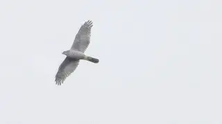 Goshawks in Derbyshire, best sequences.