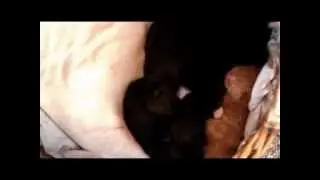 #3 Wolter - bby kitty