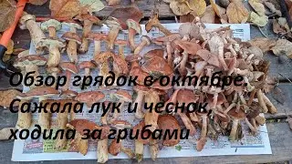 #4 Купили заброшенный участок. Обзор грядок в октябре. Сажала лук и чеснок, ходила за грибами