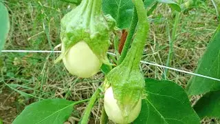 APICAL PRUNING ON WHITE EGGPLANT 🌿🌿🌿