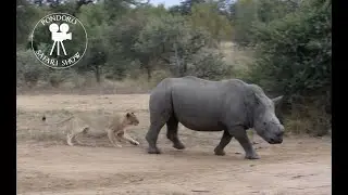 Lion vs rhino