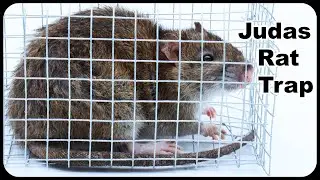 Judas Rat Trap - Using A Pet Rat To Catch Nasty Invasive Wild Rats. Mousetrap Monday