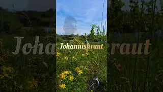 Johanniskraut im Weinberg #music #beats #chill #artist #instrumental #natur #winzer #farming #garten