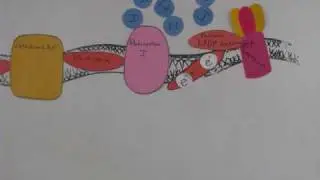 Photosynthesis