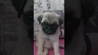 #мопсщенок Чизкейк Хрустальный-Лотос 😀 #щенокмопс