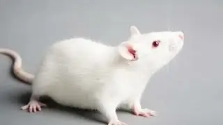 Reggie the rat, la rata que ama leer la biblia (Parodia)- Video "reto" original de @mexicanreggie