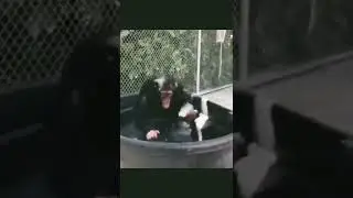 Monke