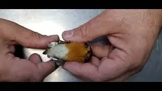 Десмургия зарянки