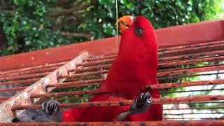 #Parrot 🦜🦜🦜#fyp #bird #colourful