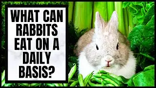 What Can Rabbits Eat on a Daily Basis?