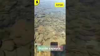 Нашествие малька хариуса в этом году #прорыбалку #рыбалка #рыбалкавидео #хариус #рыбалкавгорах #2024