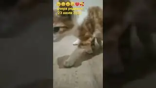 милой катёнок наш