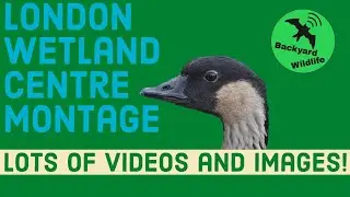 London Wetland Centre Montage
