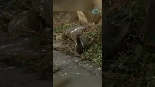 A leap into the unknown! A challenge for guillemot chicks.