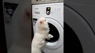 cat vs washing machine