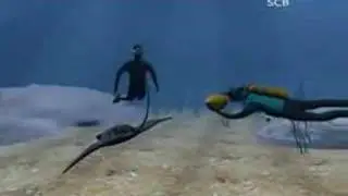 How steve irwin got killed (animation)