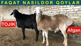 NASILGA QOY OLMOQCHI BOLSANGIZ ALBATDA KORING ENG TOZZALARI ☎️ +998 97-255-07-80