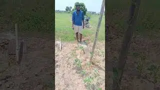 Vivasayam and harvesting #shorts #vivasayam #agriculture #viral