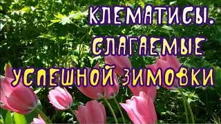 Клематисы. Слагаемые успешной зимовки