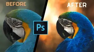 PRO Dramatic Bird Edit  | Wildlife Photo Editing | Photoshop & Lightroom Color Grading Tutorial