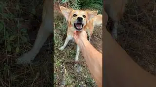 Excavations / found a dog in the forest