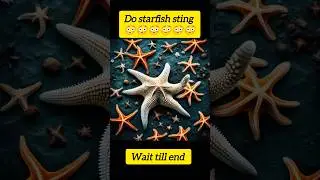 Do Starfish sting😳😳