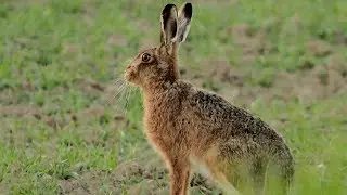 Охота на Зайца, заяц в озимой.