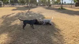 Chewy and Toby Play  Pt. 2