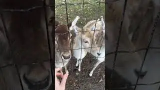 Fanny animals #travel #nature #funnyvideo #zoo #animals #netherlands #youtubeshorts #amsterdam