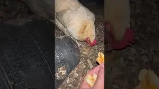 Midnight snack for the chickens. #chicken #backyardhomestead #chickencoopdesigns #countryliving