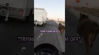 Cow on highway 🐮