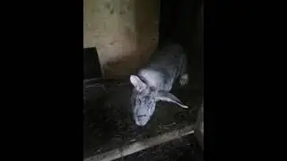 Приготовление к окролу-2