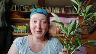 Черенкование пиона листиком