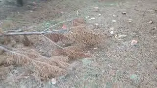 Мухоморный клондайк