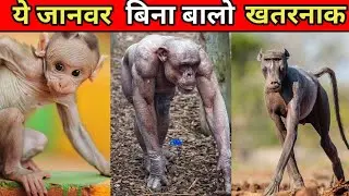 ये जानवर जो बिना बालों के ख़तरनाक दिखाई देते है। top ten dengrious animals।#short