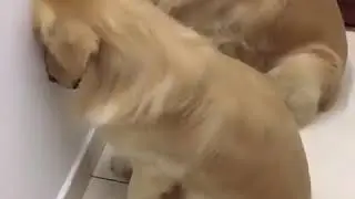 Наказаны за шкоду