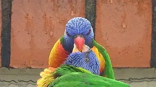 Rainbow Lorikeet Feeds a Fledgling