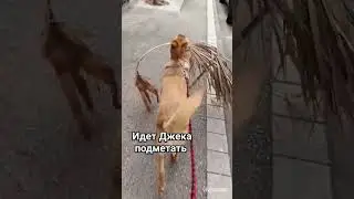 🐶😼 Джеки и Барсик #silvervlog #рекомендация #приколысживотными #кошеня #собачки #shorts