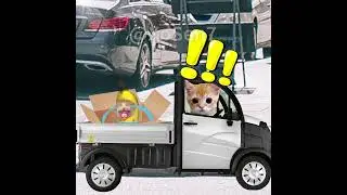 BANANA CAT 🍌🐱 BABY PLAYS HIDE-AND-SEEK BUT WAS TRANSPORTED 