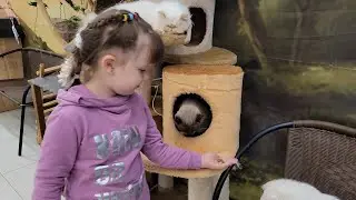 Выставка кошек. 33 кота. для детей.