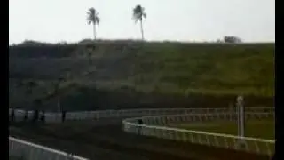 Horse racing in St. Kitts 3 - Rollofthunder