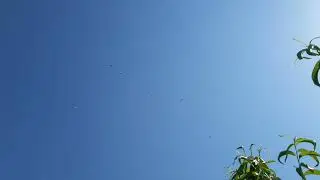просто лётные голуби 06.07.2024(1 часть)