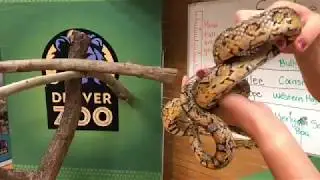Zoo to You Virtual Safari: Snakes!