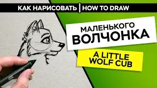 How to draw a little wolf cub