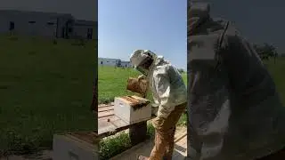 Honey Bee Hive inspection #2