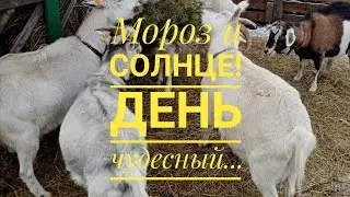 Поболтаем... /Совсем немного о планах/ Не большой обзор хозяйства